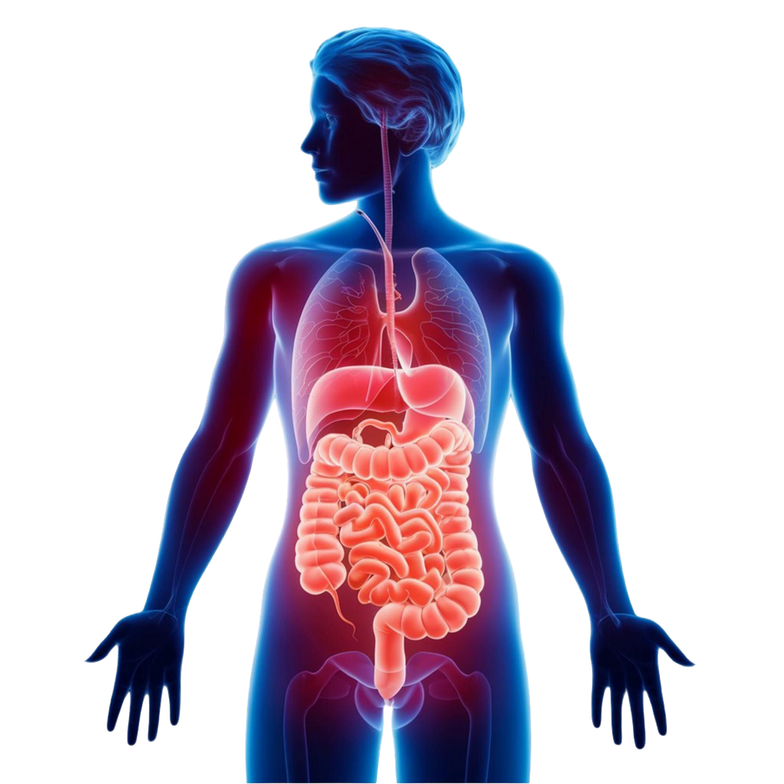 Gastrointestinal Tract Anatomy Education Isolated White Background