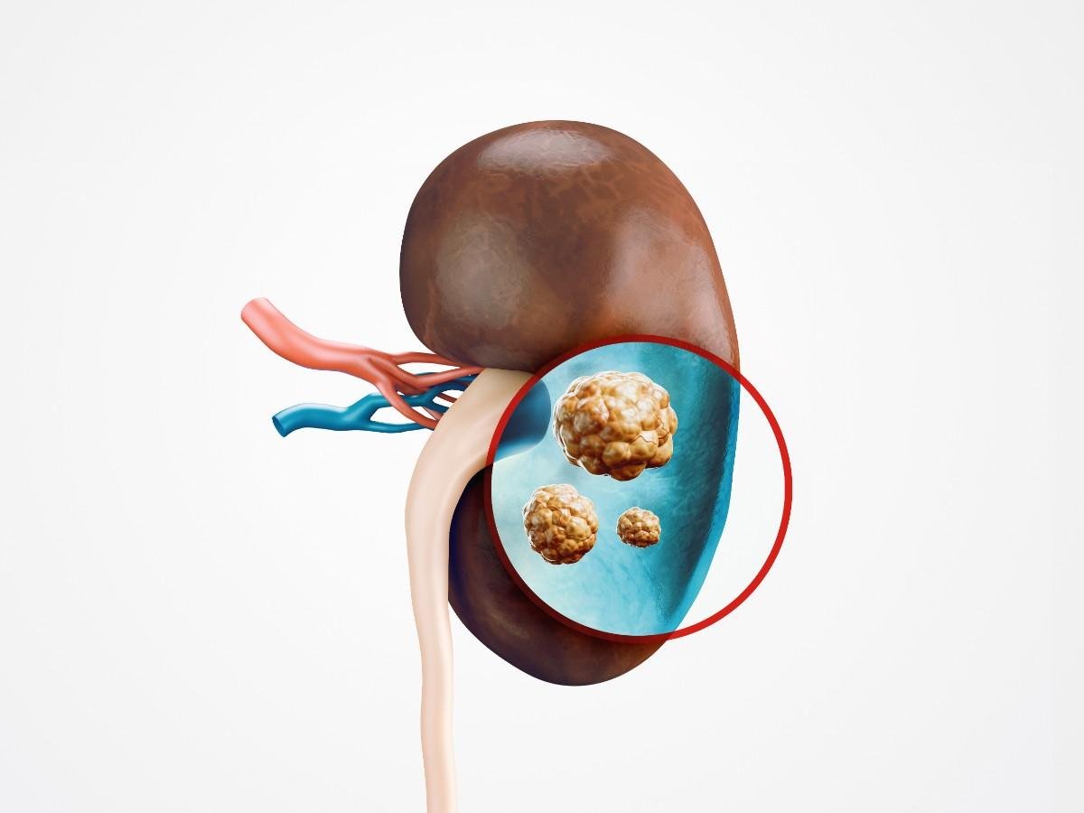 anatomy realistic 3d illustration human internal organ kidney (1)