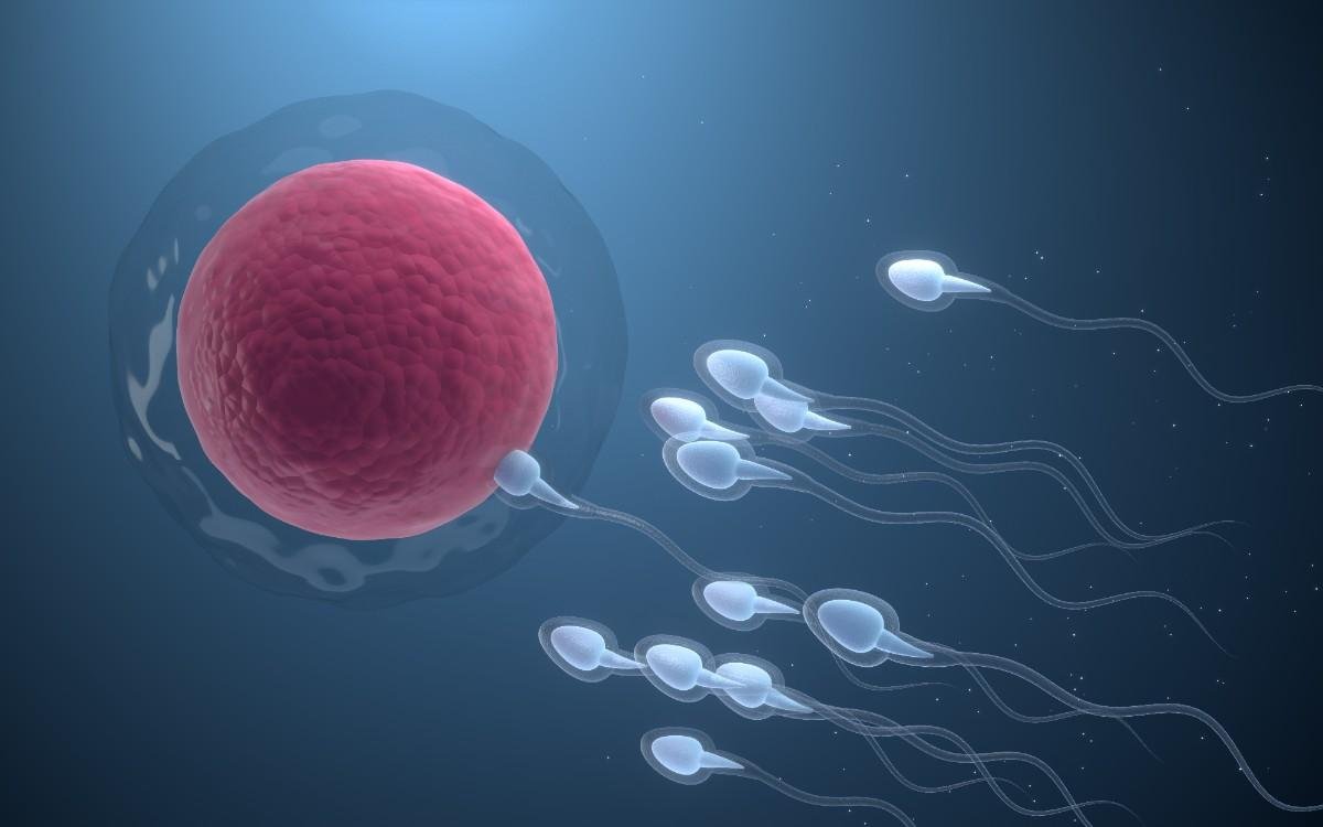 union sperm egg cell 3d rendering (1)