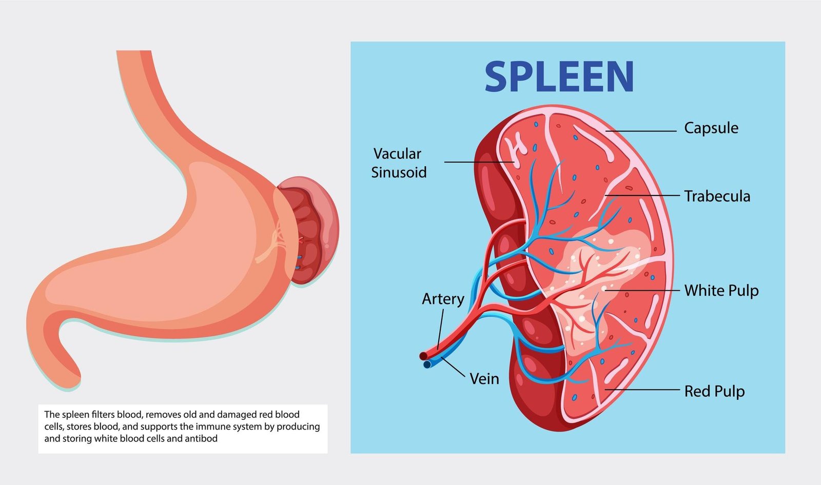 freepik upload 93848