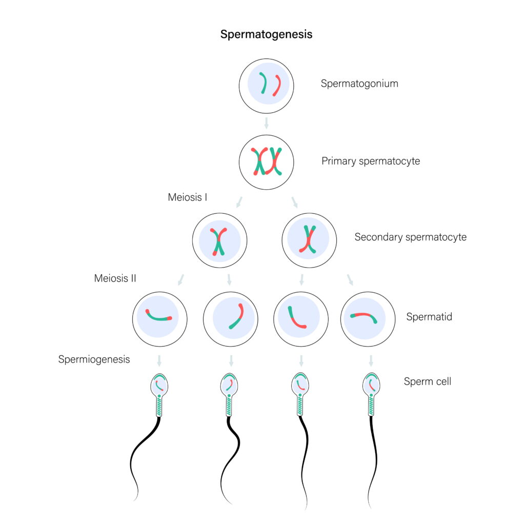 Ayurvedic Treatment for Low Sperm Count (Oligospermia) in Aligarh | Vaidya Ji